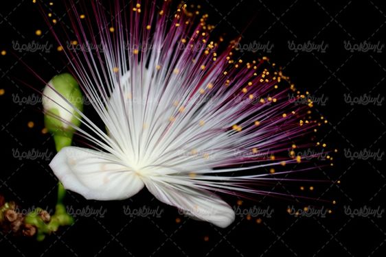 Download free flower photos