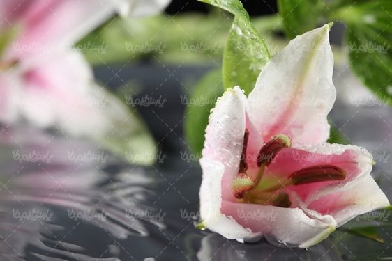 Download free flower photos
