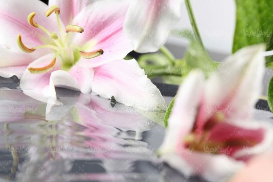 Download free flower photos