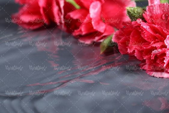 Download free flower photos