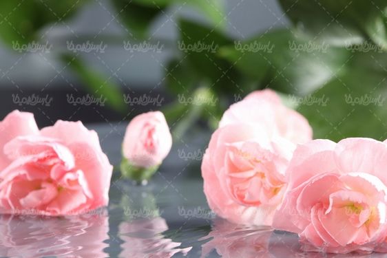 Download free flower photos