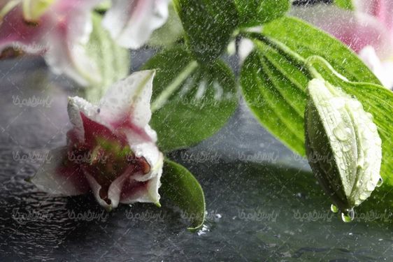 Download free flower photos