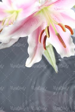 Download free flower photos