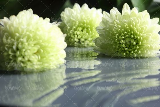 گل طبیعی