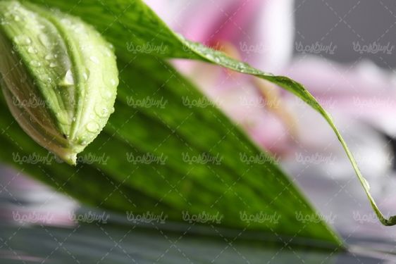 گل طبیعی