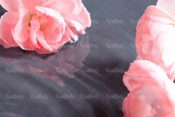 عکس با کیفیت گل طبیعی