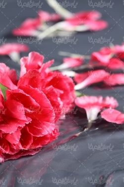 عکس با کیفیت گل طبیعی