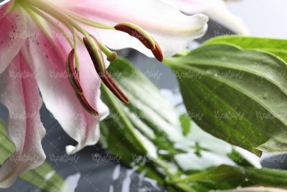 عکس با کیفیت گل طبیعی