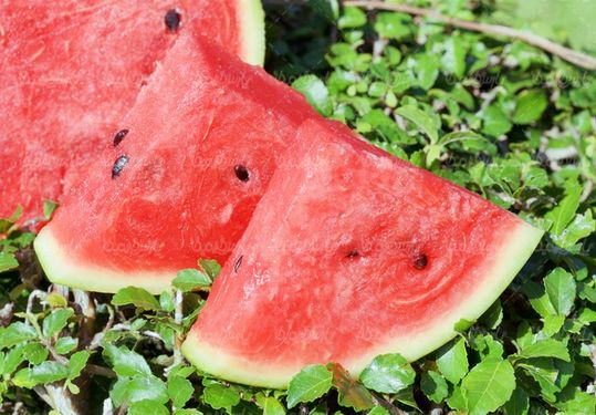 Fruit