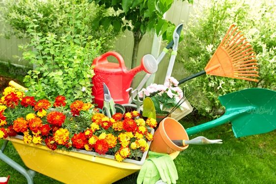 عکس با کیفیت پرورش گل