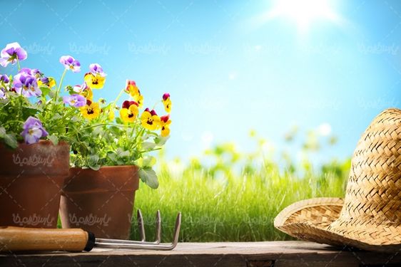 عکس با کیفیت پرورش گل