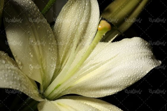 دانلود رایگان عکس گل