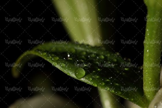 عکس با کیفیت گل طبیعی