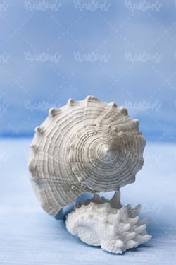 صدف دریایی
