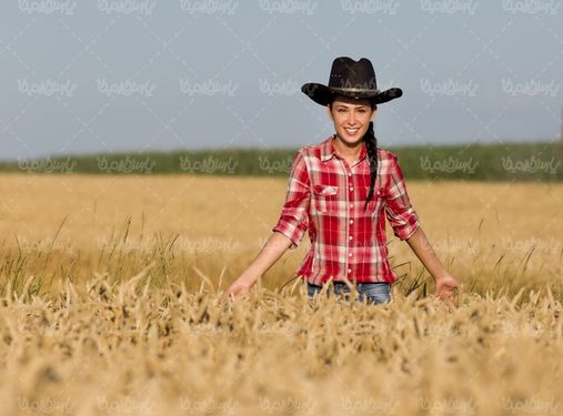 برداشت گندم