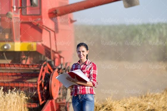wheat harvest