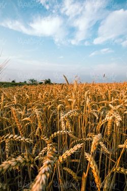 عکس با کیفیت مزرعه گندم