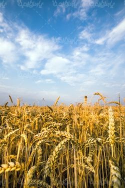 عکس با کیفیت مزرعه گندم