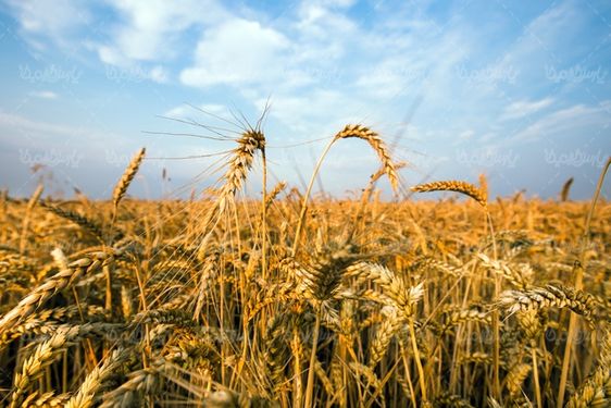 عکس با کیفیت مزرعه گندم