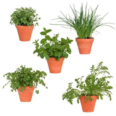 vegetables