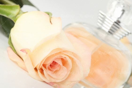 شاخه گل رز