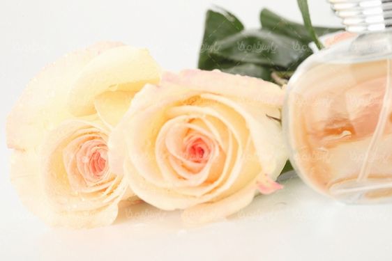 شاخه گل رز
