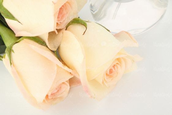 شاخه گل رز