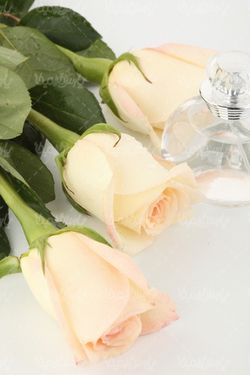 دانلود رایگان عکس شاخه گل رز