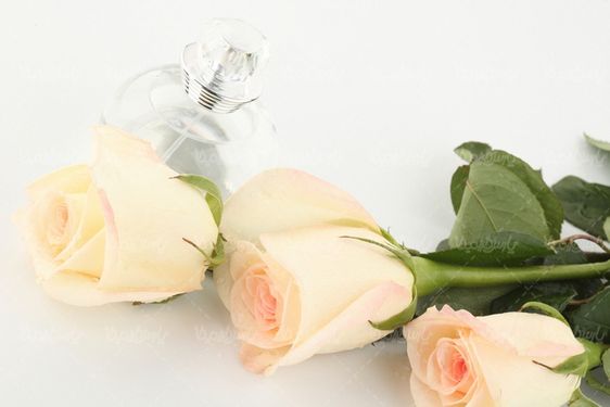 دانلود رایگان عکس شاخه گل رز