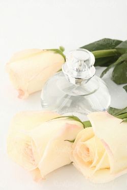 دانلود رایگان عکس شاخه گل رز