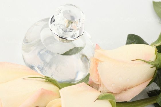 دانلود رایگان عکس شاخه گل رز