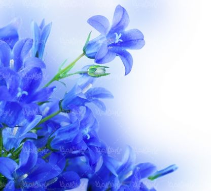 عکس با کیفیت گل