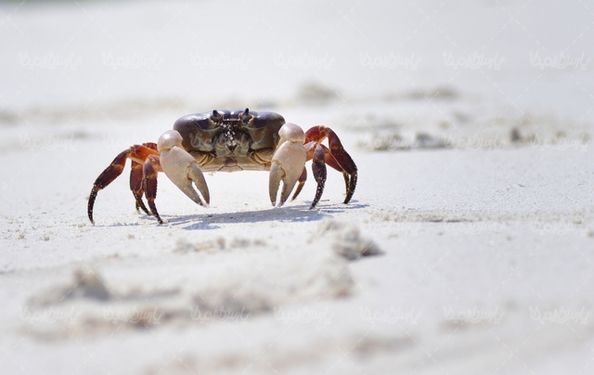 Crab