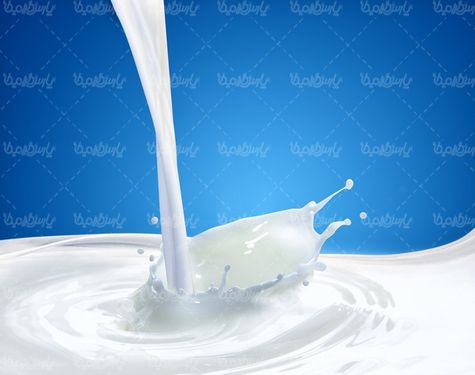 شیر گاو