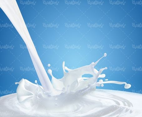 تصویر با کیفیت شیر گاو