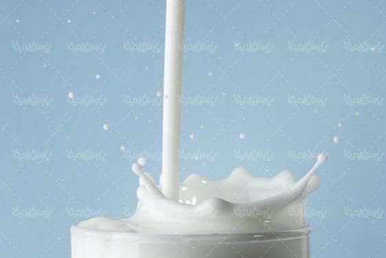 cow milk