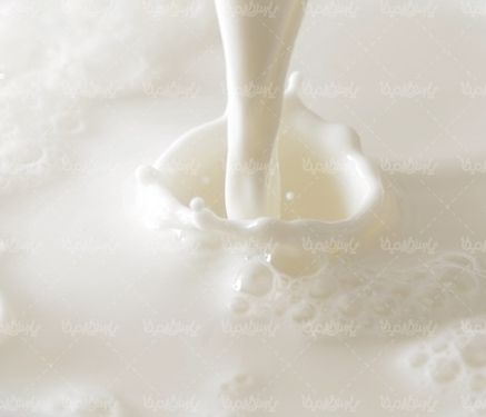 cow milk