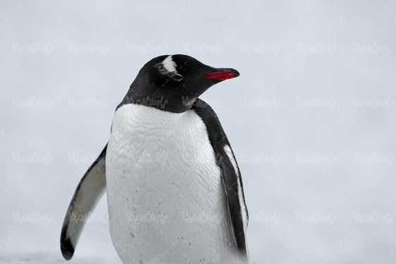 پنگوئن