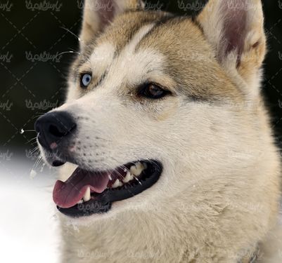 گرگ