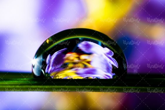 Dew drops