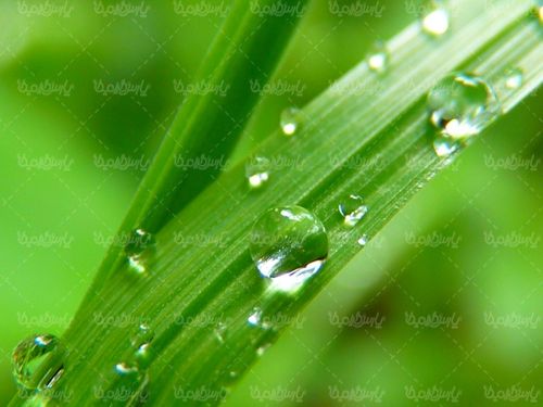 تصویر با کیفیت قطره شبنم