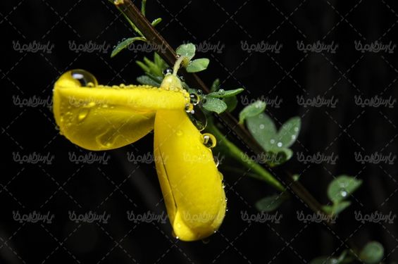 تصویر با کیفیت قطره شبنم