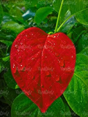 شبنم روی گل
