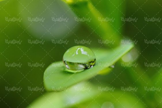 عکس با کیفیت شبنم روی گل
