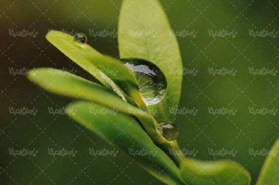 عکس با کیفیت شبنم روی گل