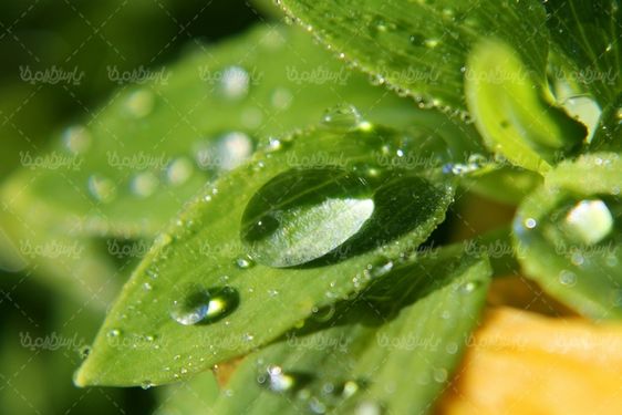 قطره آب روی گل