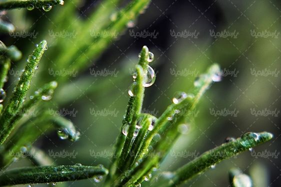 قطره آب روی گل