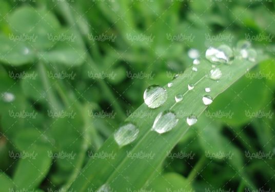 قطره آب روی گل