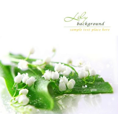 Flower background
