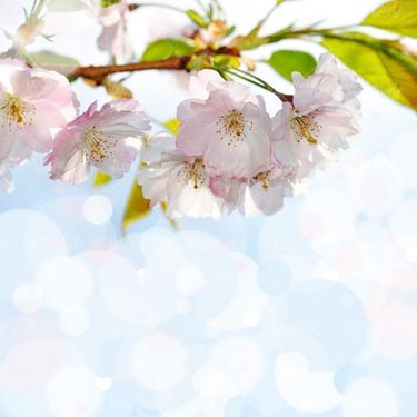 Flower background